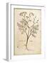 Fennel (Foeniculum Vulgare), Coloured-null-Framed Giclee Print