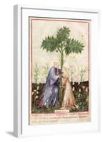 Fennel, from Tacuinum Sanitatis, c.1390-1400-null-Framed Giclee Print