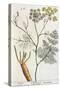 Fennel, Plate 288 from "A Curious Herbal," Published 1782-Elizabeth Blackwell-Stretched Canvas