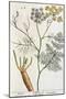 Fennel, Plate 288 from "A Curious Herbal," Published 1782-Elizabeth Blackwell-Mounted Giclee Print
