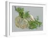 Fennel-Barbara Keith-Framed Giclee Print