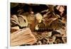 Fer-de-lance (Bothrops lanceolatus) captive, endemic to Martinique.-Daniel Heuclin-Framed Photographic Print