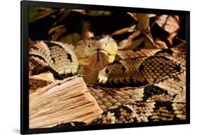 Fer-de-lance (Bothrops lanceolatus) captive, endemic to Martinique.-Daniel Heuclin-Framed Photographic Print