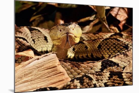 Fer-de-lance (Bothrops lanceolatus) captive, endemic to Martinique.-Daniel Heuclin-Mounted Photographic Print