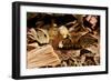 Fer-de-lance (Bothrops lanceolatus) captive, endemic to Martinique.-Daniel Heuclin-Framed Photographic Print