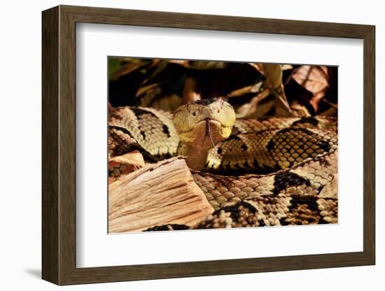 Fer-de-lance (Bothrops lanceolatus) captive, endemic to Martinique.-Daniel Heuclin-Framed Photographic Print