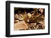 Fer-de-lance (Bothrops lanceolatus) captive, endemic to Martinique.-Daniel Heuclin-Framed Photographic Print