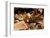 Fer-de-lance (Bothrops lanceolatus) captive, endemic to Martinique.-Daniel Heuclin-Framed Photographic Print