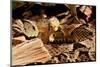 Fer-de-lance (Bothrops lanceolatus) captive, endemic to Martinique.-Daniel Heuclin-Mounted Photographic Print