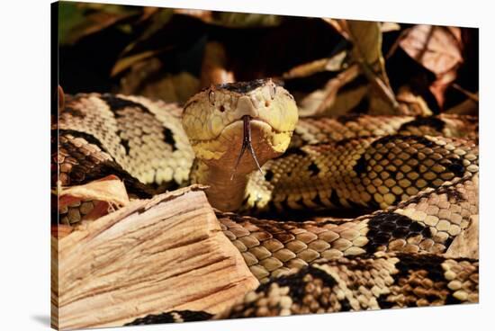 Fer-de-lance (Bothrops lanceolatus) captive, endemic to Martinique.-Daniel Heuclin-Stretched Canvas