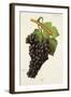 Fer Grape-J. Troncy-Framed Giclee Print