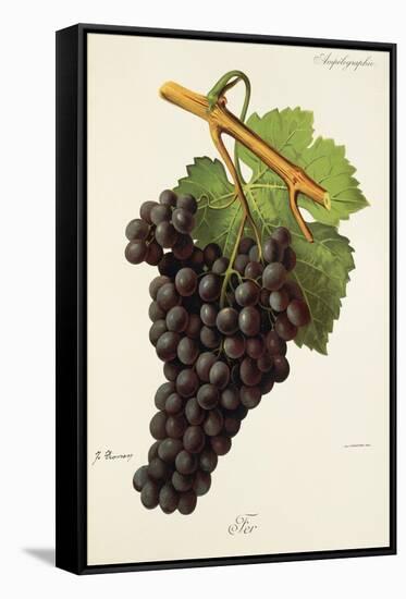 Fer Grape-J. Troncy-Framed Stretched Canvas