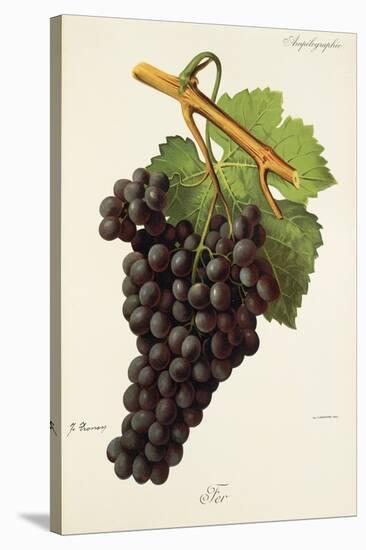 Fer Grape-J. Troncy-Stretched Canvas