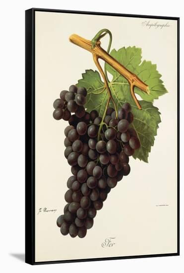 Fer Grape-J. Troncy-Framed Stretched Canvas