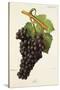 Fer Grape-J. Troncy-Stretched Canvas