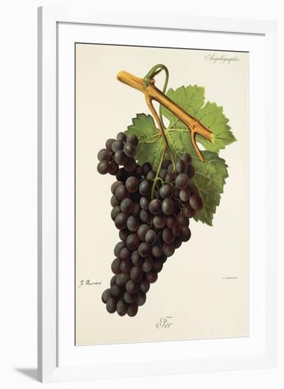 Fer Grape-J. Troncy-Framed Giclee Print