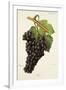 Fer Grape-J. Troncy-Framed Giclee Print