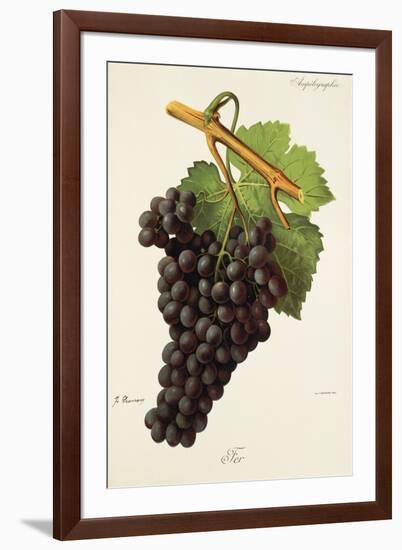 Fer Grape-J. Troncy-Framed Giclee Print