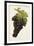 Fer Grape-J. Troncy-Framed Giclee Print