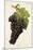 Fer Grape-J. Troncy-Mounted Giclee Print