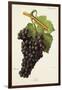 Fer Grape-J. Troncy-Framed Giclee Print