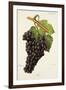 Fer Grape-J. Troncy-Framed Premium Giclee Print