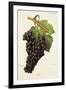 Fer Grape-J. Troncy-Framed Premium Giclee Print