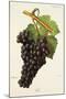 Fer Grape-J. Troncy-Mounted Premium Giclee Print