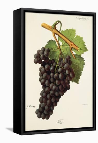 Fer Grape-J. Troncy-Framed Stretched Canvas