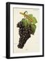 Fer Grape-J. Troncy-Framed Giclee Print