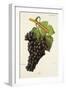 Fer Grape-J. Troncy-Framed Giclee Print