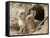 Feral Domestic Rabbit (Oryctolagus Cuniculus) Babies At Burrow-Yukihiro Fukuda-Framed Stretched Canvas