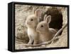 Feral Domestic Rabbit (Oryctolagus Cuniculus) Babies At Burrow-Yukihiro Fukuda-Framed Stretched Canvas