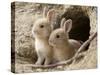Feral Domestic Rabbit (Oryctolagus Cuniculus) Babies At Burrow-Yukihiro Fukuda-Stretched Canvas