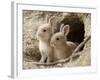 Feral Domestic Rabbit (Oryctolagus Cuniculus) Babies At Burrow-Yukihiro Fukuda-Framed Photographic Print