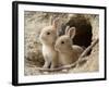 Feral Domestic Rabbit (Oryctolagus Cuniculus) Babies At Burrow-Yukihiro Fukuda-Framed Photographic Print