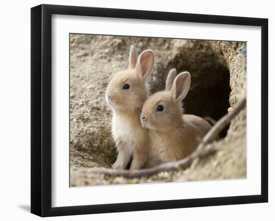 Feral Domestic Rabbit (Oryctolagus Cuniculus) Babies At Burrow-Yukihiro Fukuda-Framed Photographic Print