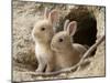Feral Domestic Rabbit (Oryctolagus Cuniculus) Babies At Burrow-Yukihiro Fukuda-Mounted Photographic Print