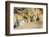 Feral Domestic Rabbit (Oryctolagus Cuniculus) Babies Resting Near Burrow-Yukihiro Fukuda-Framed Photographic Print