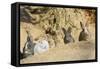 Feral Domestic Rabbit (Oryctolagus Cuniculus) Babies Resting Near Burrow-Yukihiro Fukuda-Framed Stretched Canvas