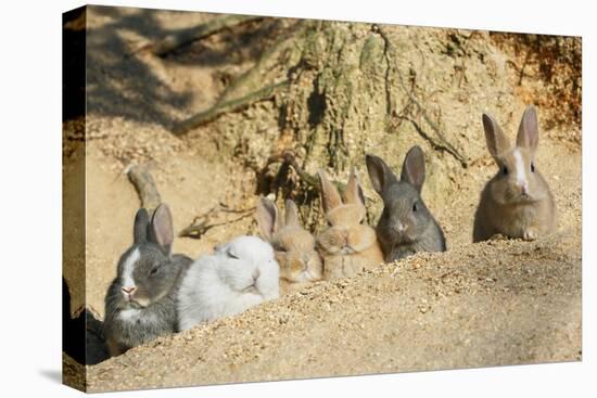 Feral Domestic Rabbit (Oryctolagus Cuniculus) Babies Resting Near Burrow-Yukihiro Fukuda-Stretched Canvas