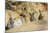 Feral Domestic Rabbit (Oryctolagus Cuniculus) Babies Resting Near Burrow-Yukihiro Fukuda-Mounted Photographic Print