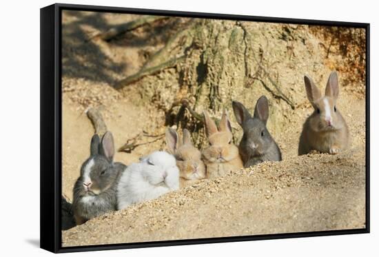 Feral Domestic Rabbit (Oryctolagus Cuniculus) Babies Resting Near Burrow-Yukihiro Fukuda-Framed Stretched Canvas