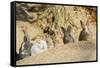 Feral Domestic Rabbit (Oryctolagus Cuniculus) Babies Resting Near Burrow-Yukihiro Fukuda-Framed Stretched Canvas