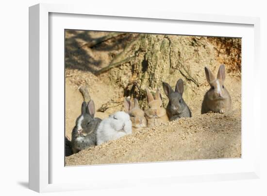 Feral Domestic Rabbit (Oryctolagus Cuniculus) Babies Resting Near Burrow-Yukihiro Fukuda-Framed Photographic Print