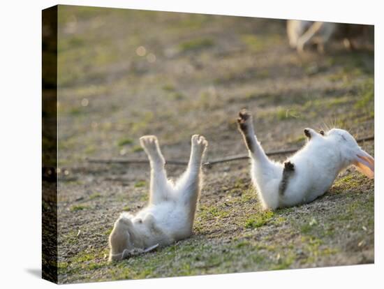 Feral Domestic Rabbit (Oryctolagus Cuniculus) Baby Rabbits-Yukihiro Fukuda-Stretched Canvas