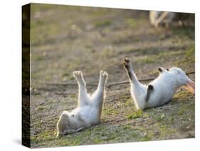 Feral Domestic Rabbit (Oryctolagus Cuniculus) Baby Rabbits-Yukihiro Fukuda-Stretched Canvas