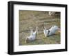 Feral Domestic Rabbit (Oryctolagus Cuniculus) Baby Rabbits-Yukihiro Fukuda-Framed Photographic Print