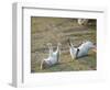 Feral Domestic Rabbit (Oryctolagus Cuniculus) Baby Rabbits-Yukihiro Fukuda-Framed Photographic Print