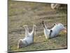 Feral Domestic Rabbit (Oryctolagus Cuniculus) Baby Rabbits-Yukihiro Fukuda-Mounted Photographic Print